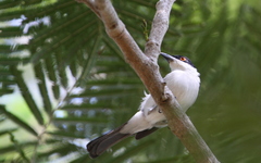 Dryoscopus gambensis