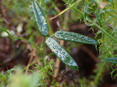 Rhynchosia leucoscias