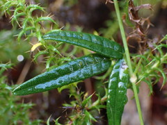 Rhynchosia leucoscias