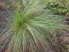 Ficinia fascicularis