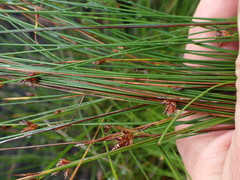 Ficinia fascicularis