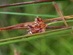 Ficinia fascicularis