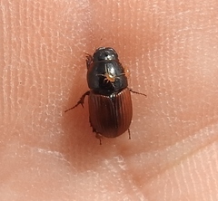 Rhodaphodius foetens