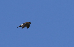Aerodramus terraereginae
