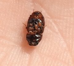 Rhodaphodius foetens