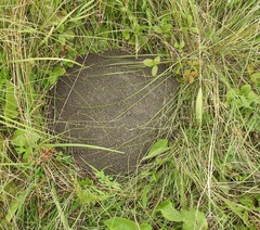 Spalax microphthalmus