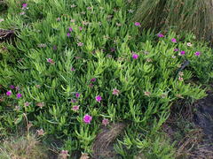 Carpobrotus deliciosus