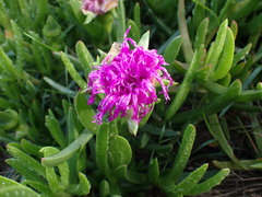Carpobrotus deliciosus