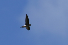 Aerodramus terraereginae