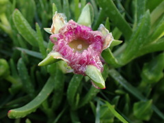 Carpobrotus deliciosus