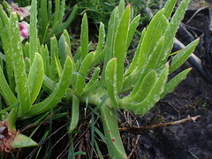 Carpobrotus deliciosus