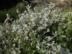 Helichrysum petiolare
