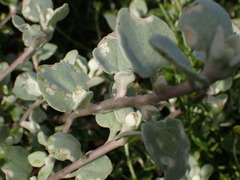 Helichrysum petiolare