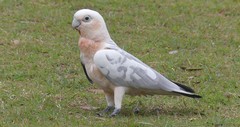 Cacatua sanguinea × Eolophus roseicapilla