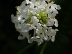 Dischisma ciliatum erinoides