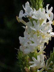 Dischisma ciliatum erinoides