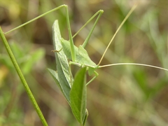 Acrometopa macropoda