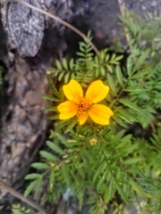 Tagetes lunulata