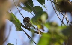 Glaucidium perlatum