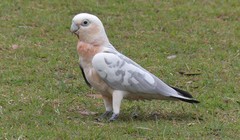 Cacatua sanguinea × Eolophus roseicapilla