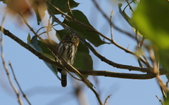 Glaucidium perlatum