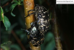 Protaetia brevitarsis