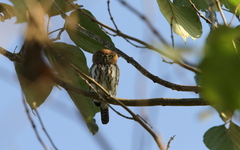 Glaucidium perlatum