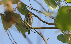 Glaucidium perlatum