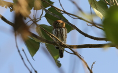 Glaucidium perlatum