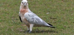 Cacatua sanguinea × Eolophus roseicapilla