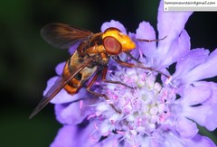 Volucella bivitta