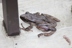 Polypedates leucomystax