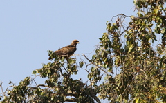 Hieraaetus wahlbergi