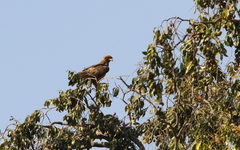 Hieraaetus wahlbergi