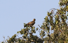 Hieraaetus wahlbergi