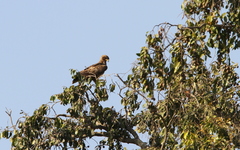Hieraaetus wahlbergi
