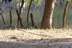 Cossypha albicapillus