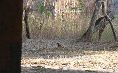 Cossypha albicapillus