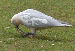 Cacatua sanguinea × Eolophus roseicapilla