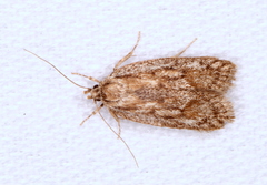 Acantholena siccella