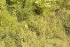 Hydrodictyon reticulatum