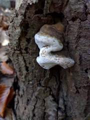 Ganoderma adspersum