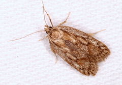 Acantholena siccella