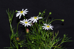 Brachyscome multifida