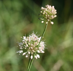 Allium suaveolens