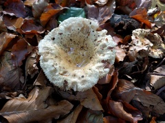 Russula fellea