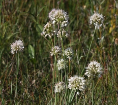 Allium suaveolens