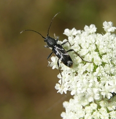 Chlorophorus sartor