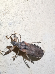 Oncocephalus squalidus