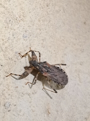 Oncocephalus squalidus